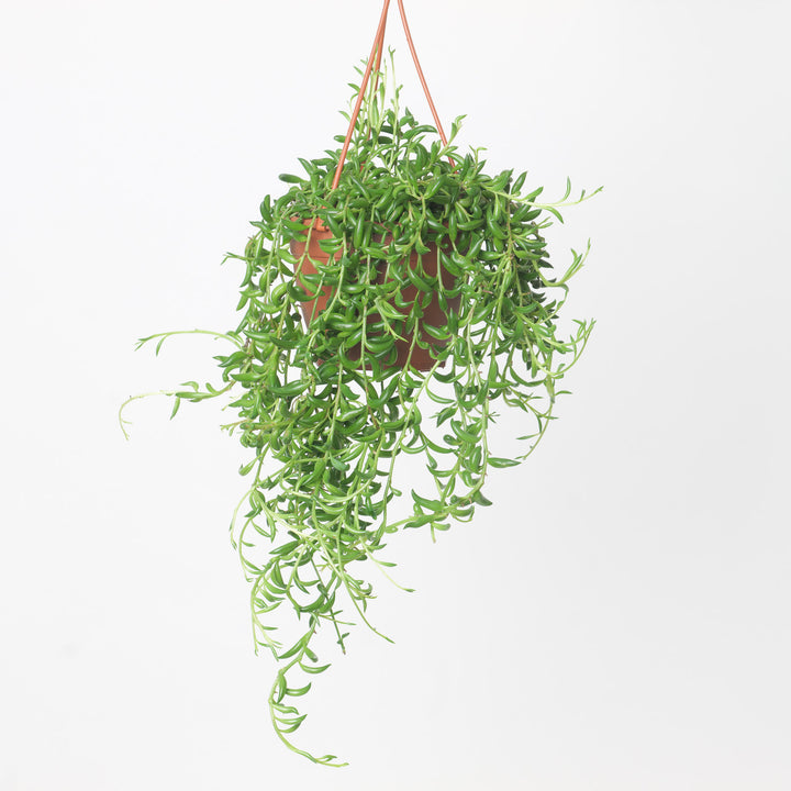 Senecio Radicans String of Bananas 12cm Plants GrowTropicals