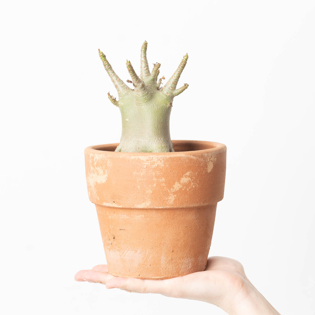 baobab house plant Adenium arabicum 'Baobab'