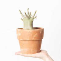 Adenium arabicum 'Baobab'