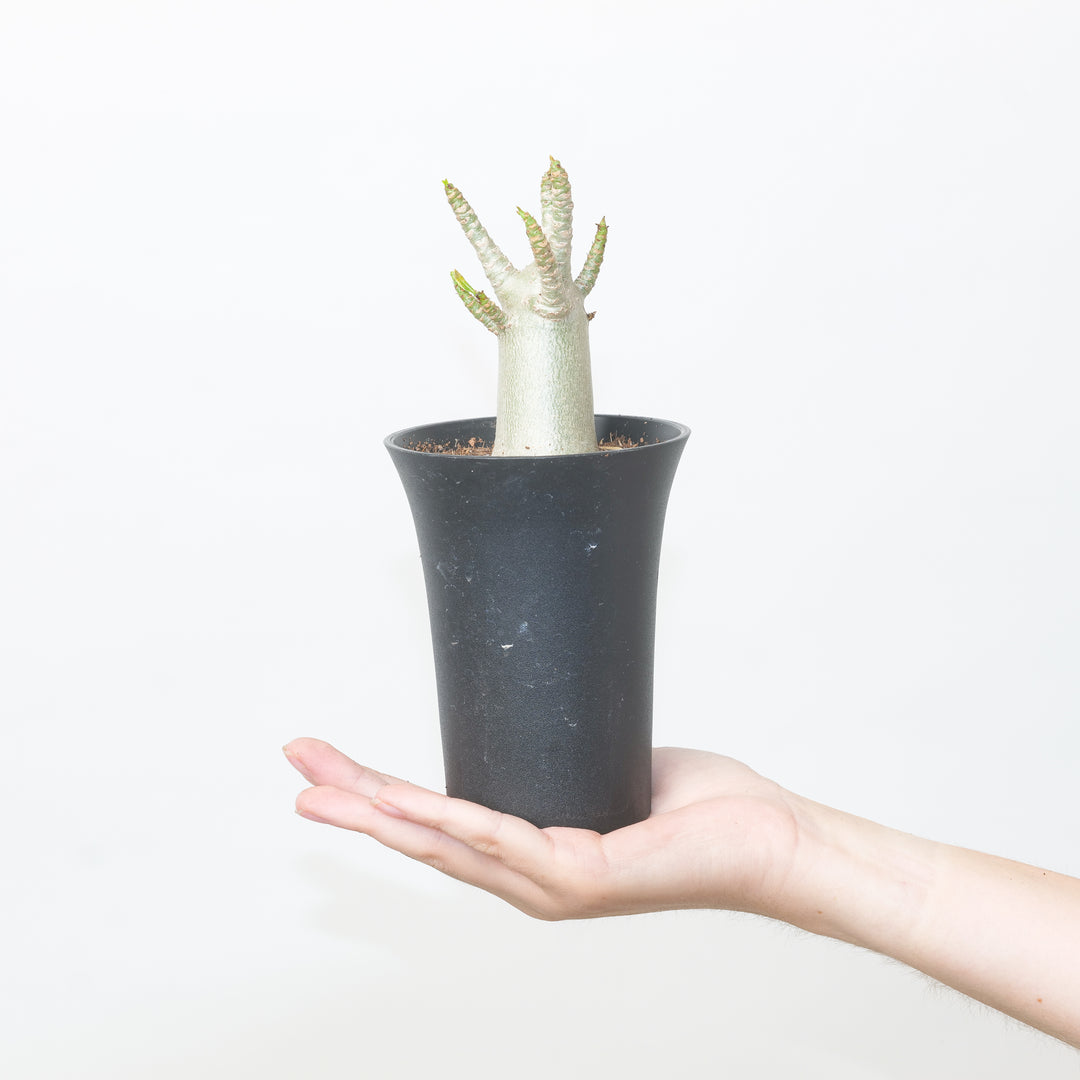 baobab succulent Adenium arabicum 'Baobab'