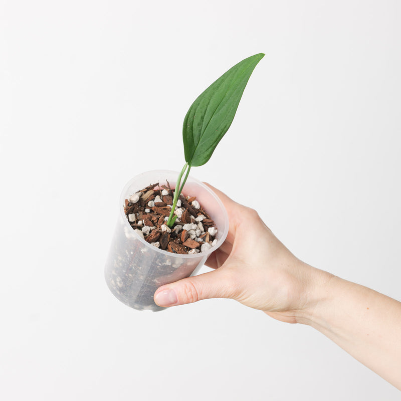 Monstera barrieri — 9cm