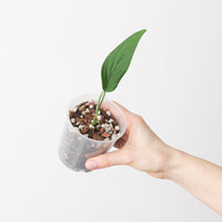 Monstera barrieri