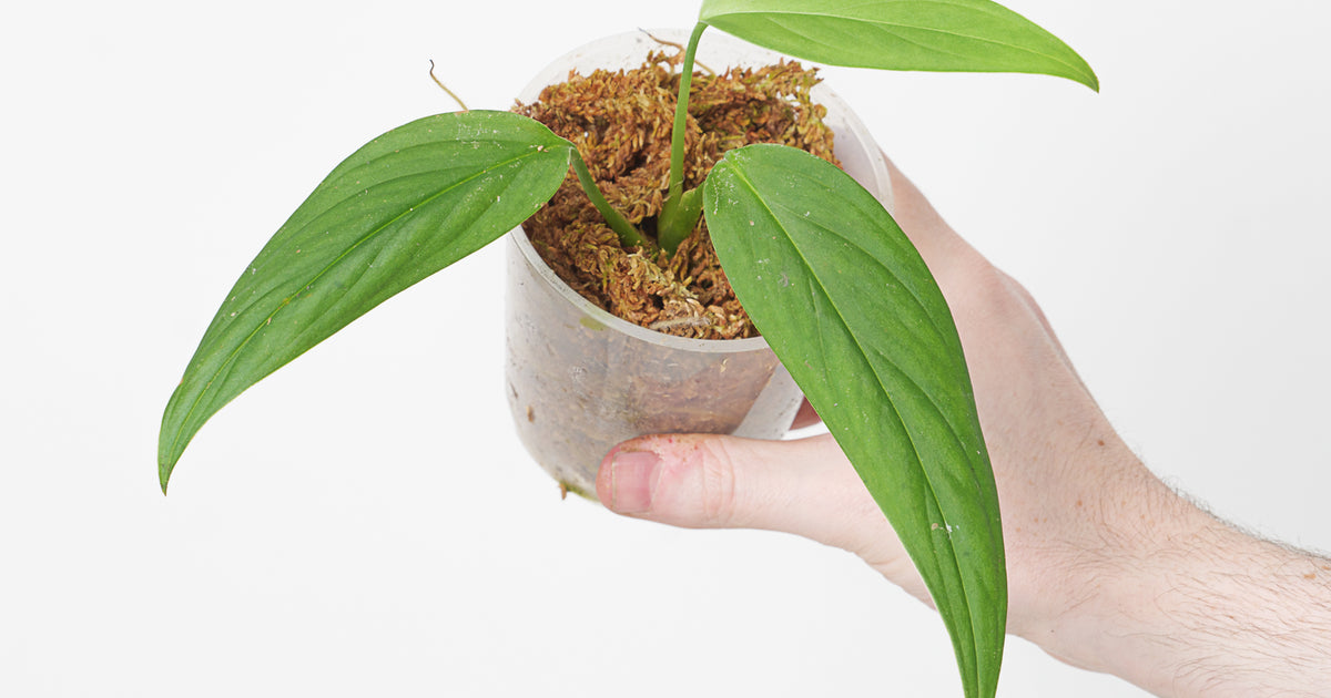 monstera barrieri Monstera barrieri