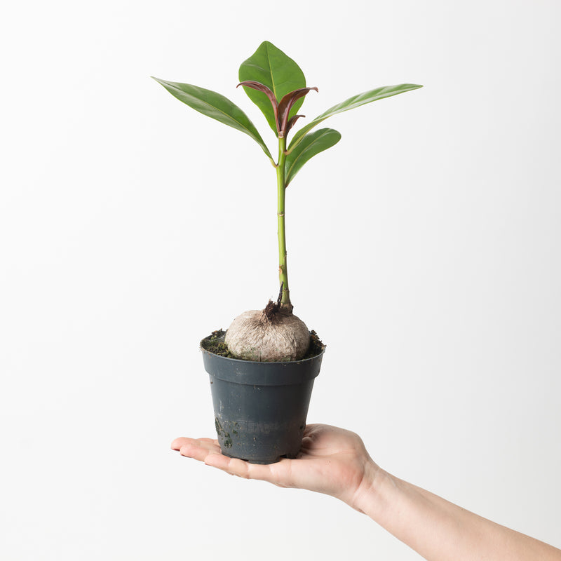 Barringtonia asiatica Plants GrowTropicals