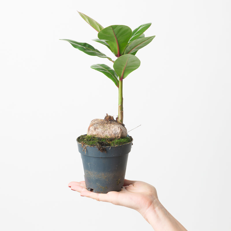 Barringtonia asiatica Plants GrowTropicals
