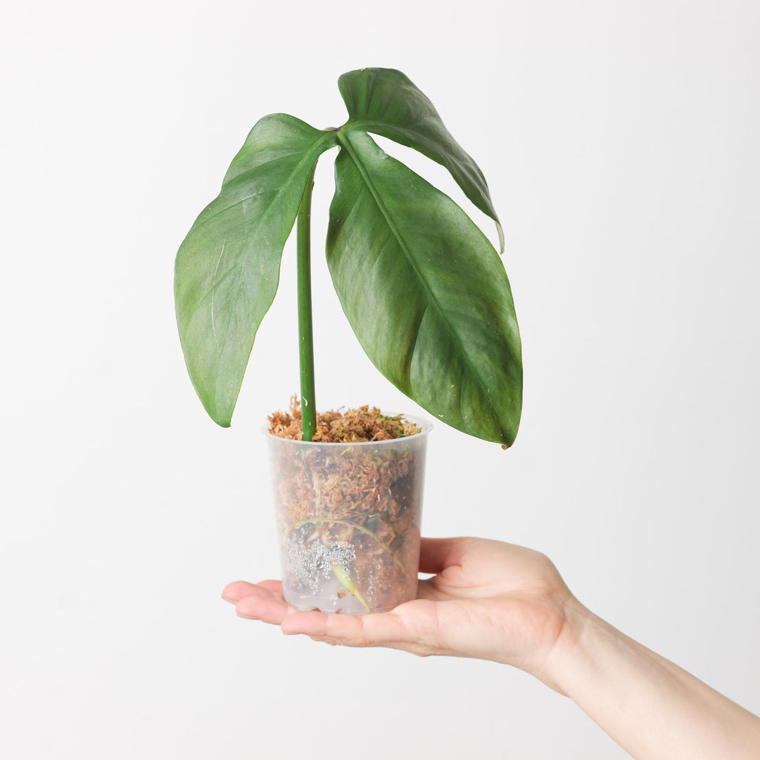 philodendron barrosoanum care Philodendron barrosoanum