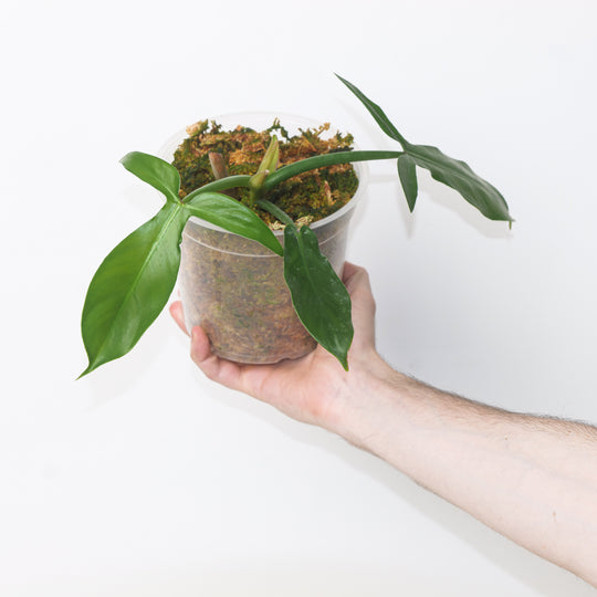 Philodendron barrosoanum 15cm Plants GrowTropicals