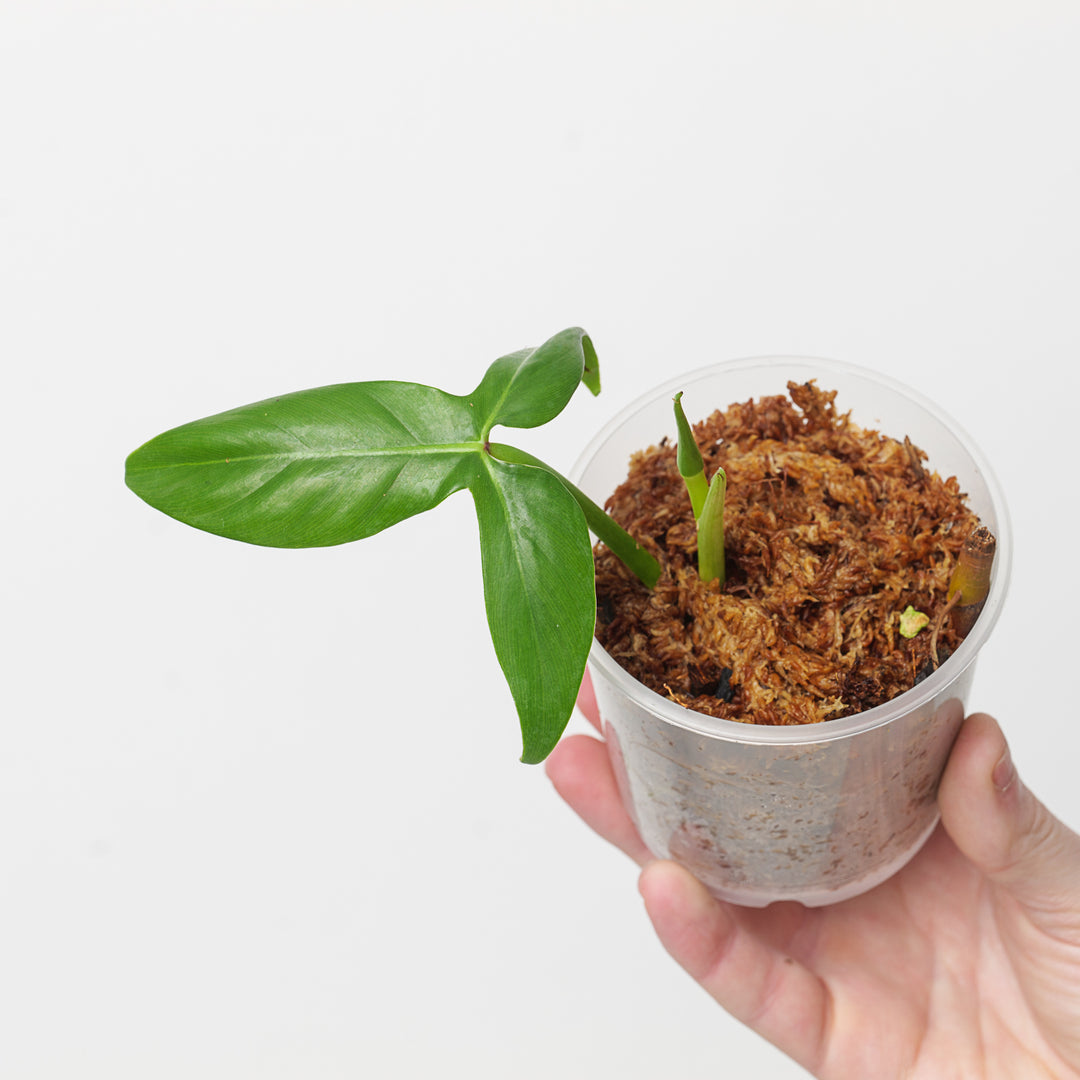 philodendron barr Philodendron barrosoanum