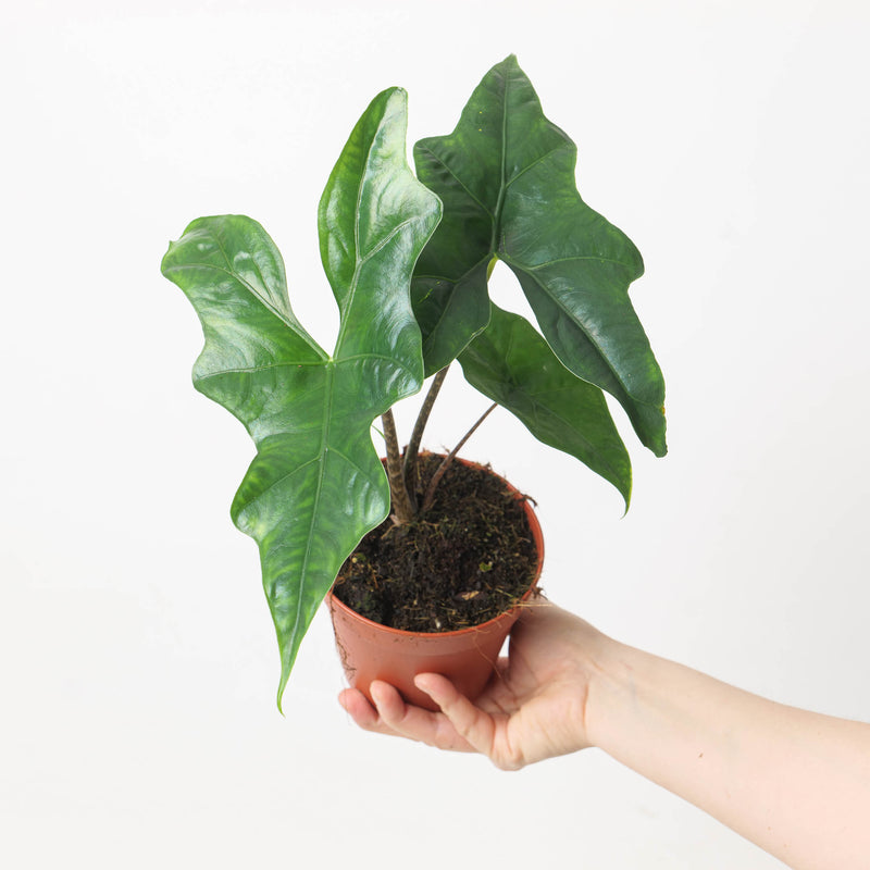 Alocasia nycteris 'Bat Wing' — 8cm