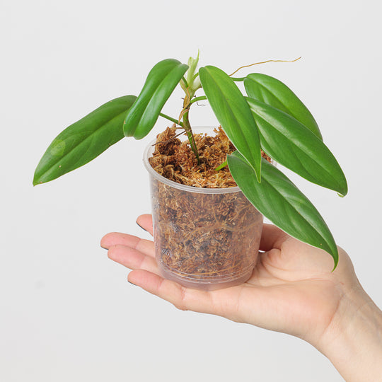 Philodendron baudoense 'Amazonas' 9cm Plants GrowTropicals