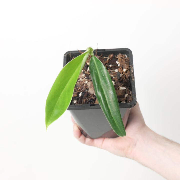 Philodendron baudoense 'Amazonas'