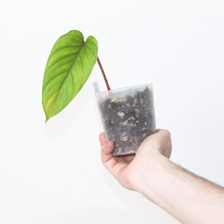 Philodendron bayae 9cm Plants GrowTropicals