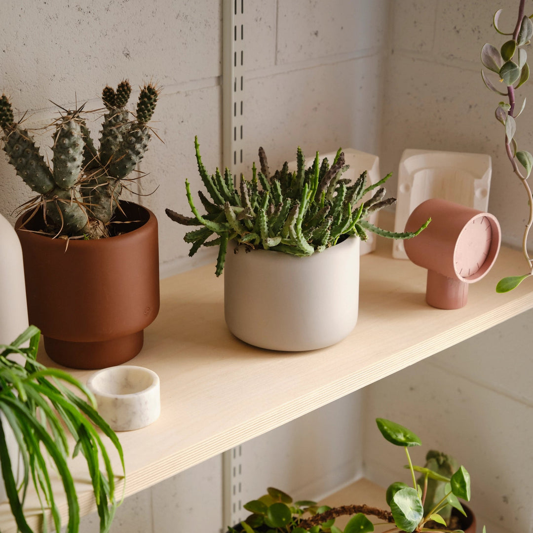 Aaron Probyn Botany Pot Small - Concrete Grey Pots & Planters Aaron Probyn