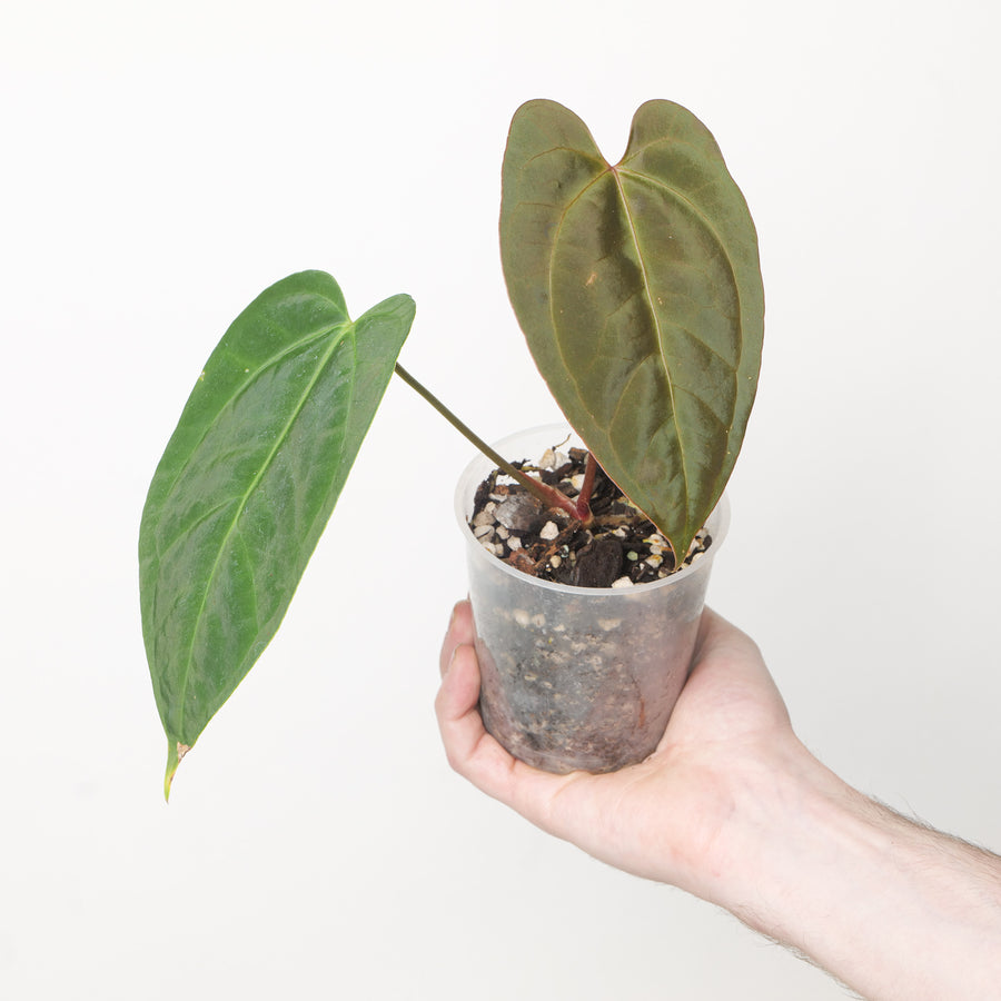 Anthurium Black crystal x subsignatum Plants GrowTropicals