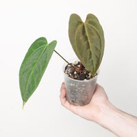Anthurium Black crystal x subsignatum