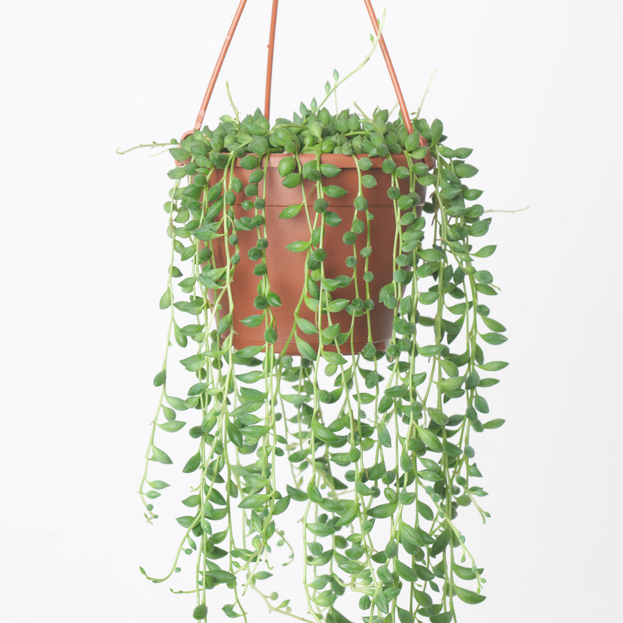 Senecio herreianus 'String of Beads' Plants GrowTropicals