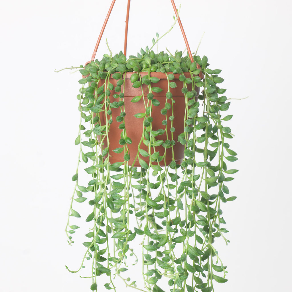 string of beans hanging plant Senecio herreianus 'String of Beads' | Plants