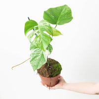 Monstera deliciosa Albo Variegata