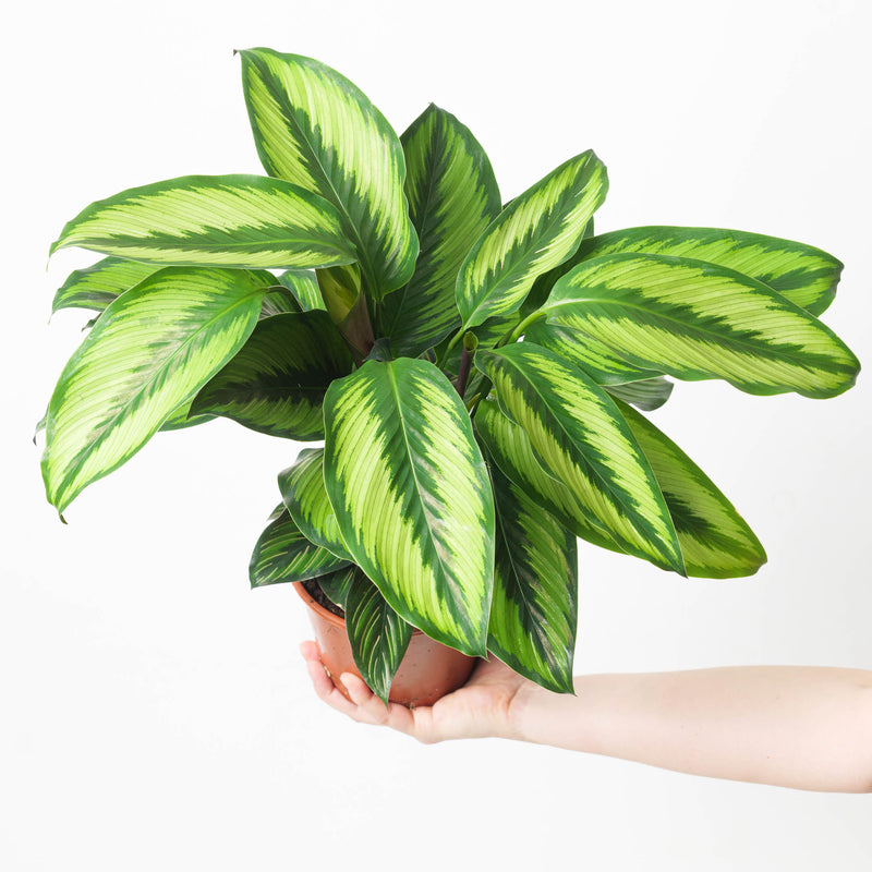 Calathea ornata 'Beauty Star' Plants GrowTropicals