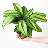Calathea ornata 'Beauty Star'