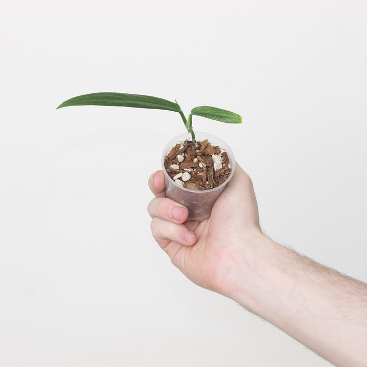 Rhaphidophora beccarii 6cm Plants GrowTropicals