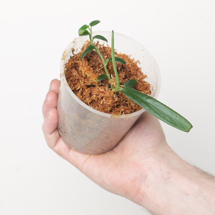 Rhaphidophora beccarii 9cm Plants GrowTropicals