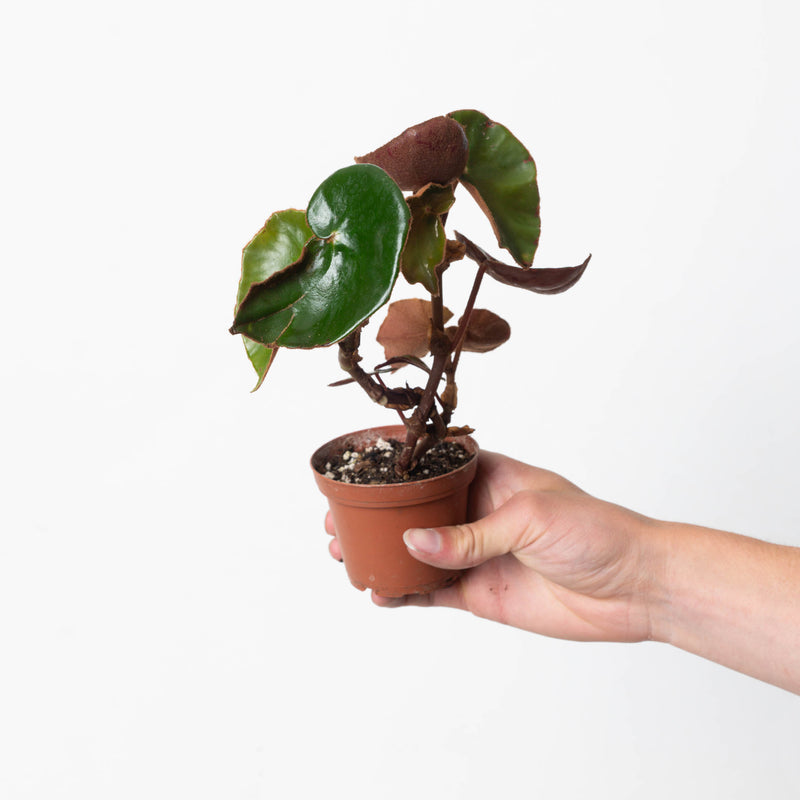Begonia epipsila Plants GrowTropicals