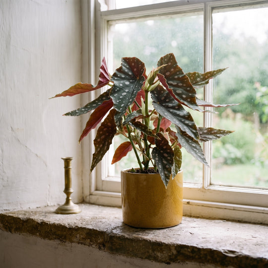 Begonia maculata 'Polka Dot' with silver-spotted angel wing leaves in a yellow pot on a cottage windowsill