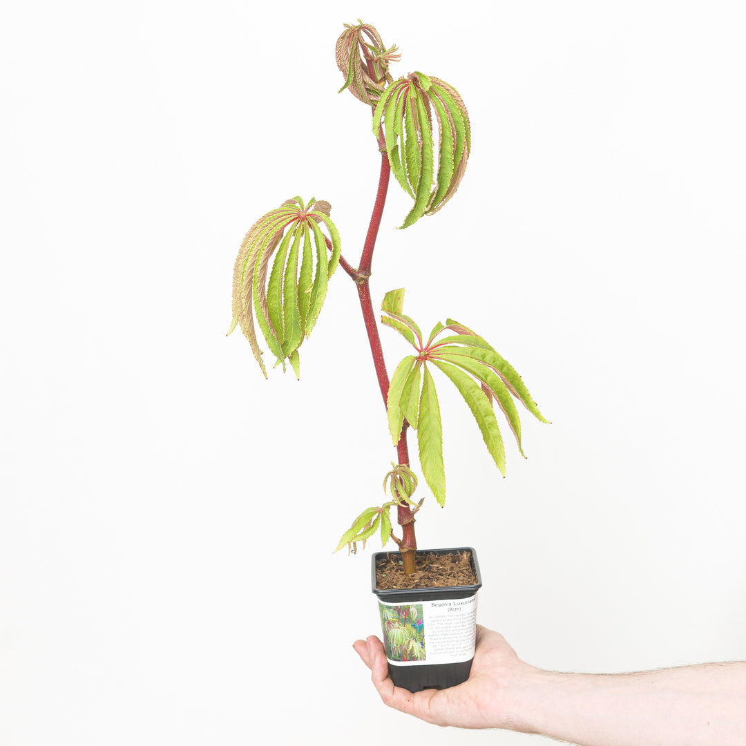 Begonia luxurians 9cm / 0.5L Plants - Outdoor GrowTropicals