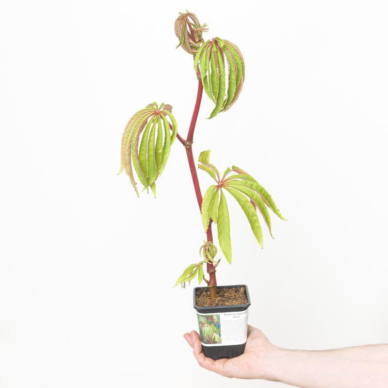 Begonia luxurians — 9cm / 0.5L