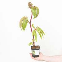 Begonia luxurians