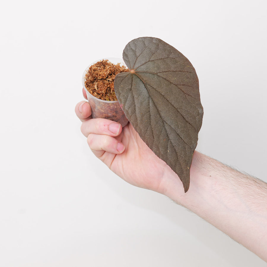 Begonia U508 ‘Cote de Castillon’ Plants GrowTropicals