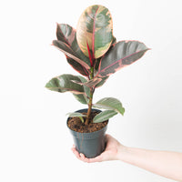 Ficus elastica 'Belize'