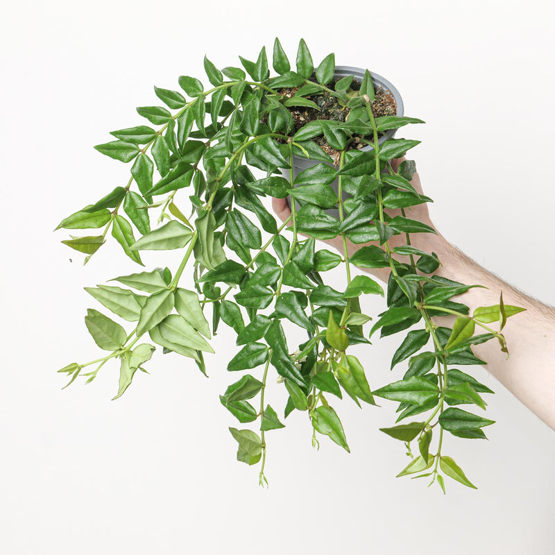 Hoya bella — 12cm