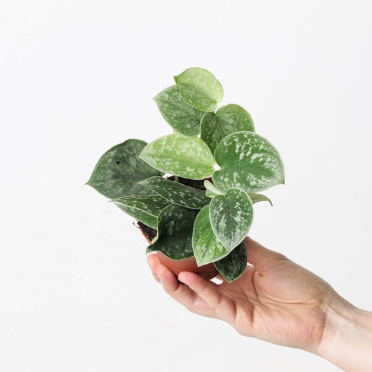 Scindapsus pictus 'Silvery Ann' 8.5cm Plants GrowTropicals
