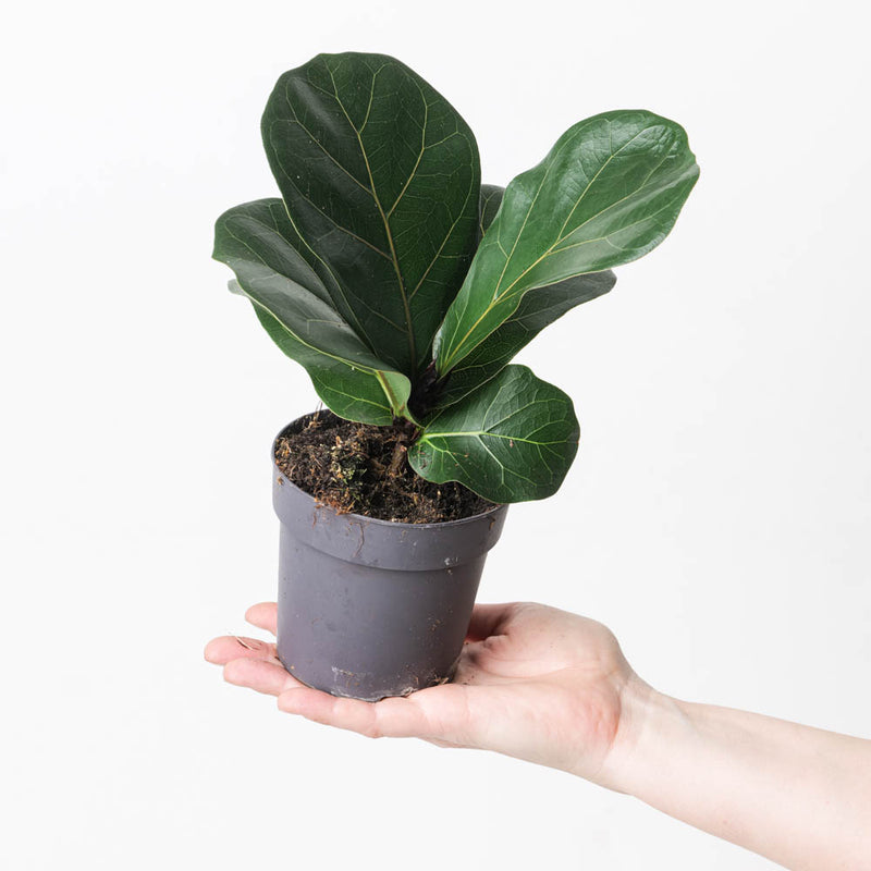 Ficus lyrata 11cm Plants GrowTropicals