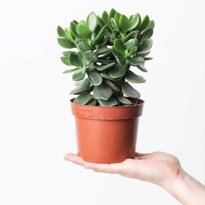 Beginner Friendly Bundle Plant Bundle GrowTropicals