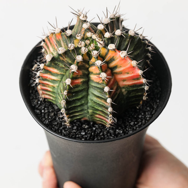 Gymnocalcium variegata Plants GrowTropicals