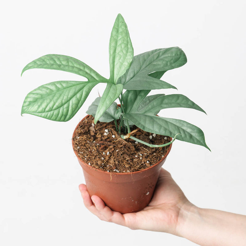 Amydrium medium 'Silver' 14cm Plants GrowTropicals