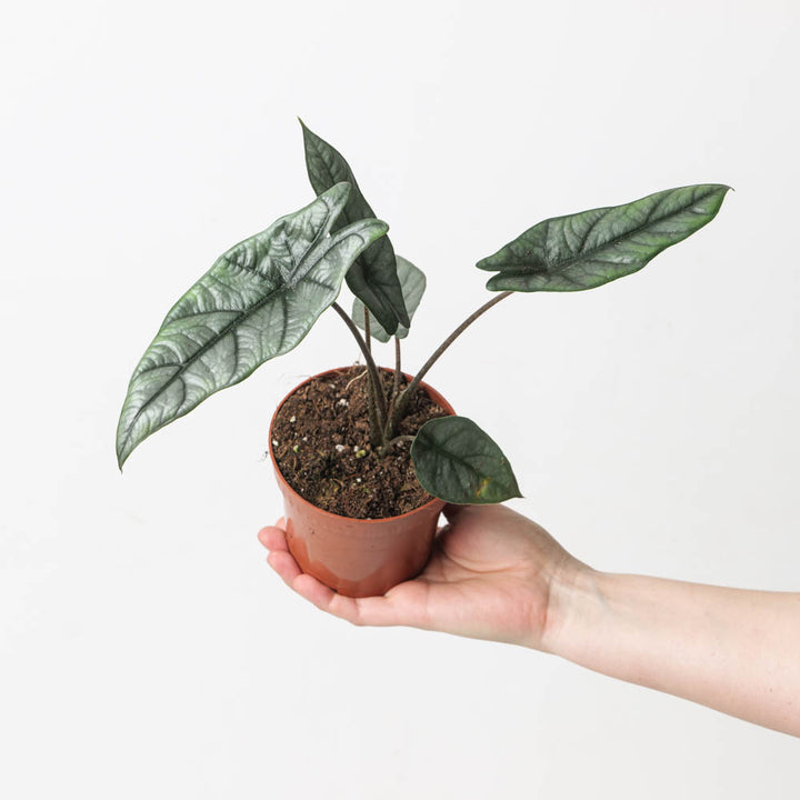 Alocasia heterophylla 'Silver' - GROW TROPICALS