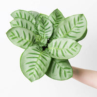 Calathea 'Bella Carlina'