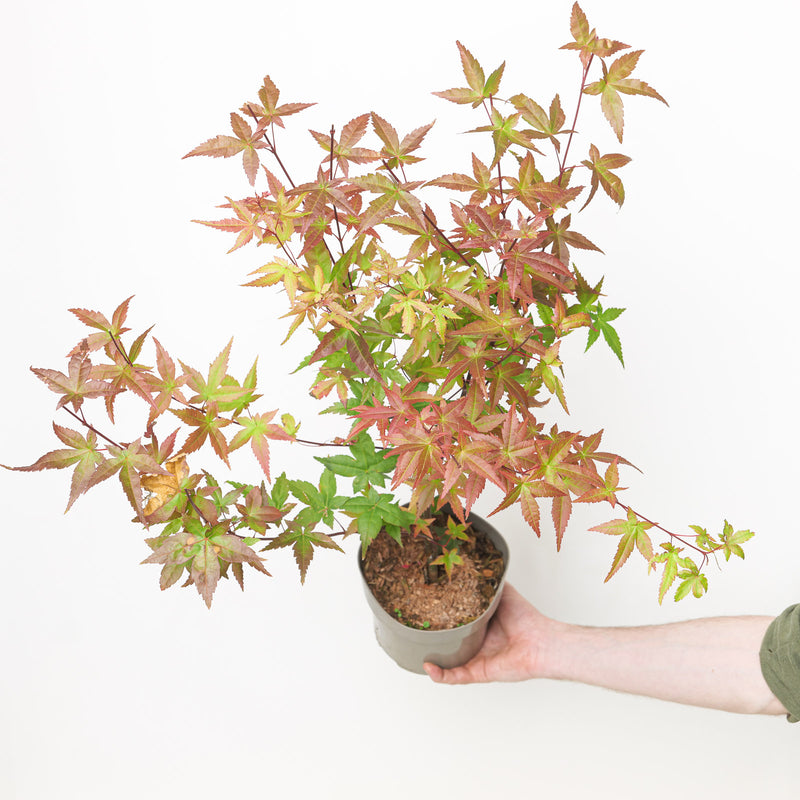 Acer palmatum 'Beni-maiko' Plants - Outdoor GROW TROPICALS