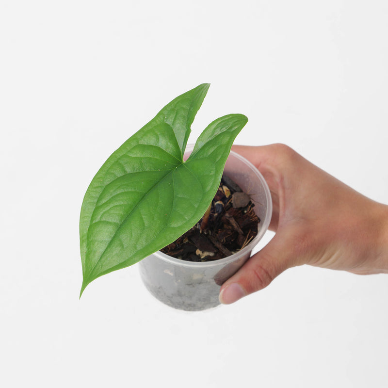Hapaline banthamiana (Green Form) Plants GrowTropicals