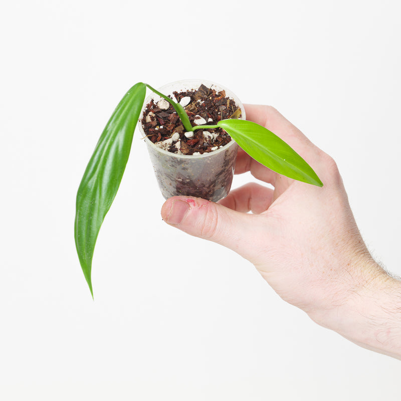 Philodendron bernadopazii (Narrow Form) — 6cm