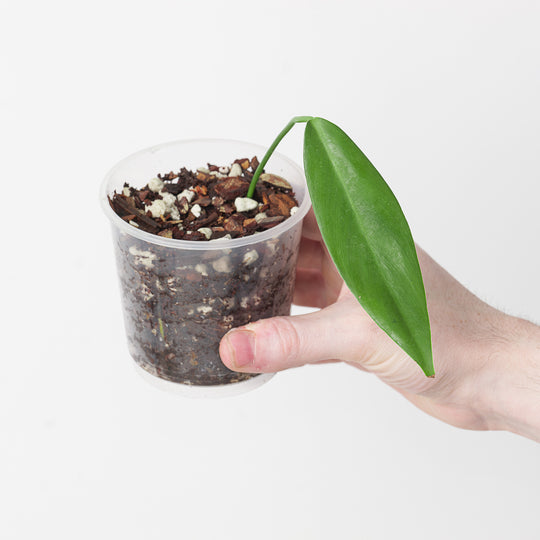 Philodendron bernadopazii (Narrow Form) 9cm Plants GrowTropicals