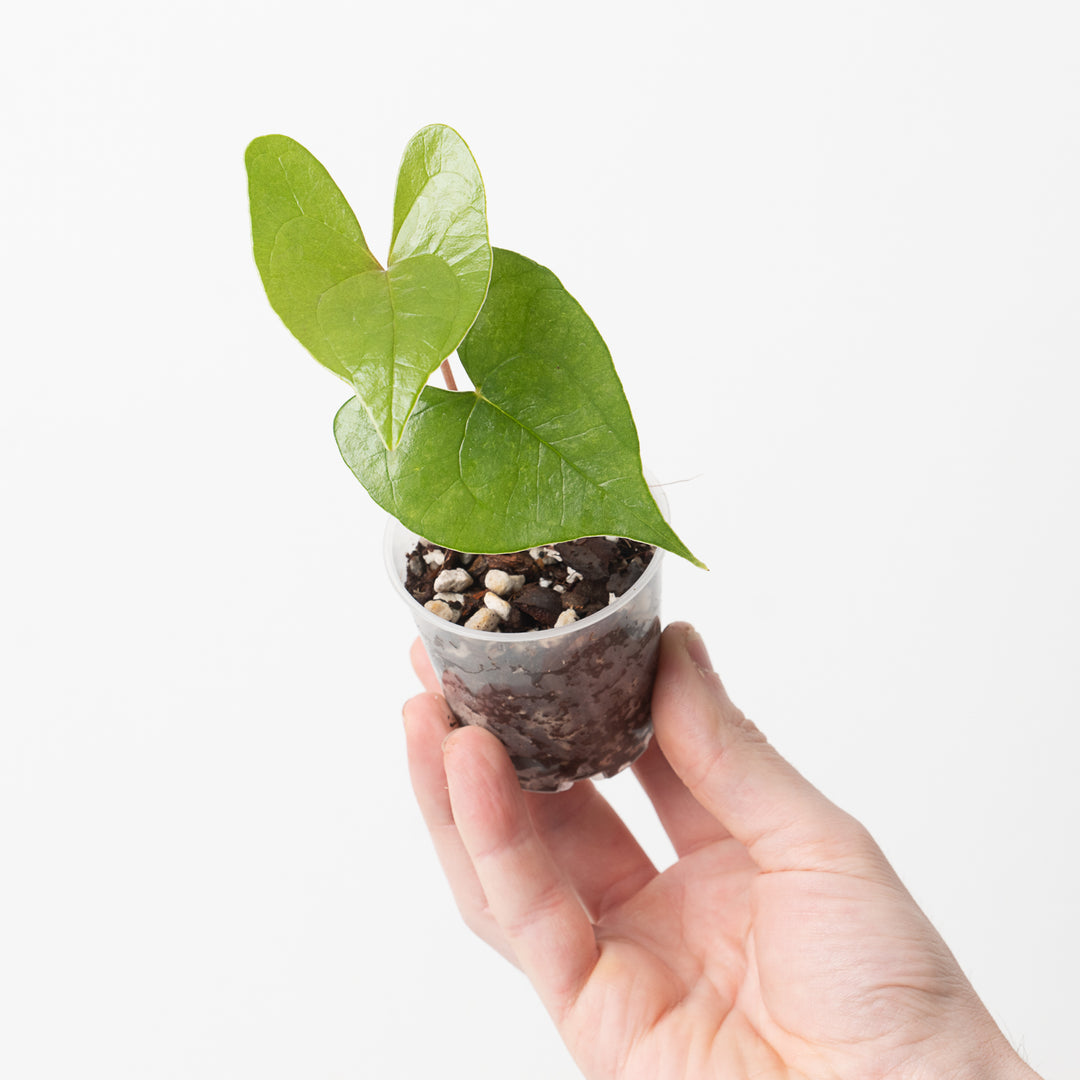 anthurium berriozabalense for sale Anthurium berriozabalense | Plants