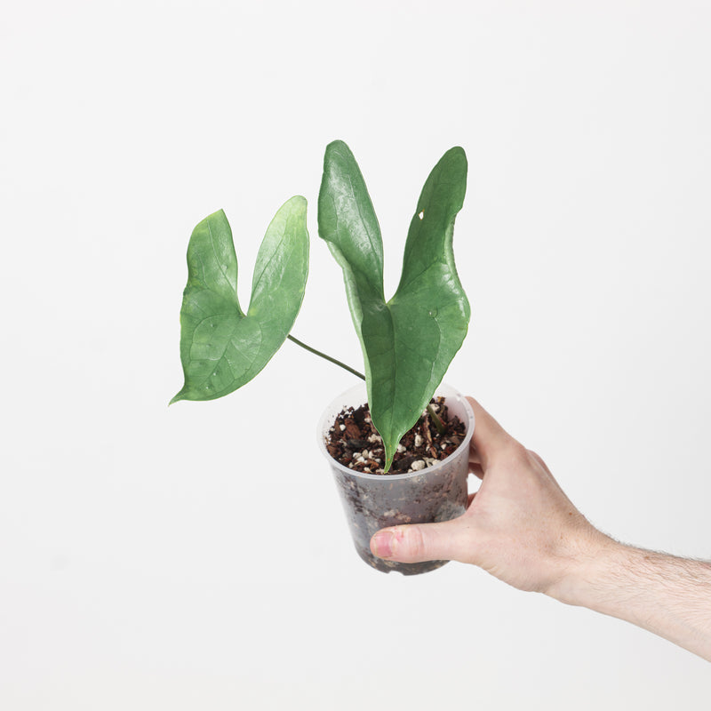 Anthurium berriozabalense 9cm Plants GrowTropicals