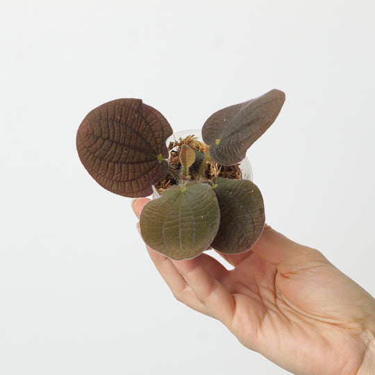 Bertolonia cf. nymphaeifolia Plants GrowTropicals