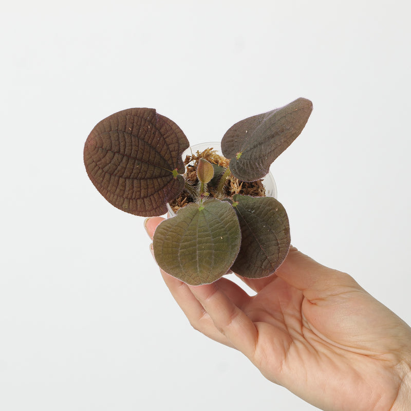 Bertolonia cf. nymphaeifolia Plants GrowTropicals
