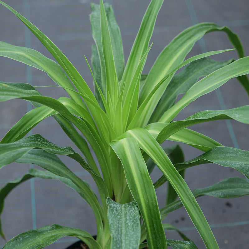 Beschorneria albiflora Plants - Outdoor GROW TROPICALS